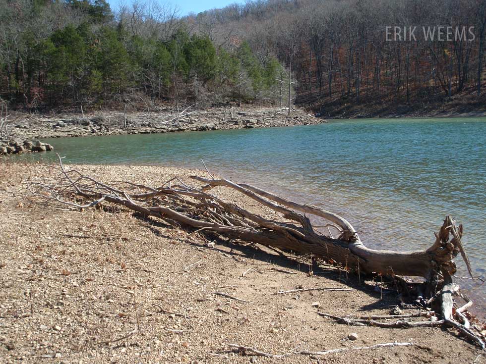 Driftwood on Beaver Lake